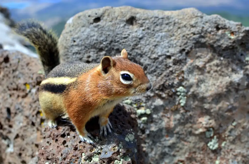 top Chipmunk Names