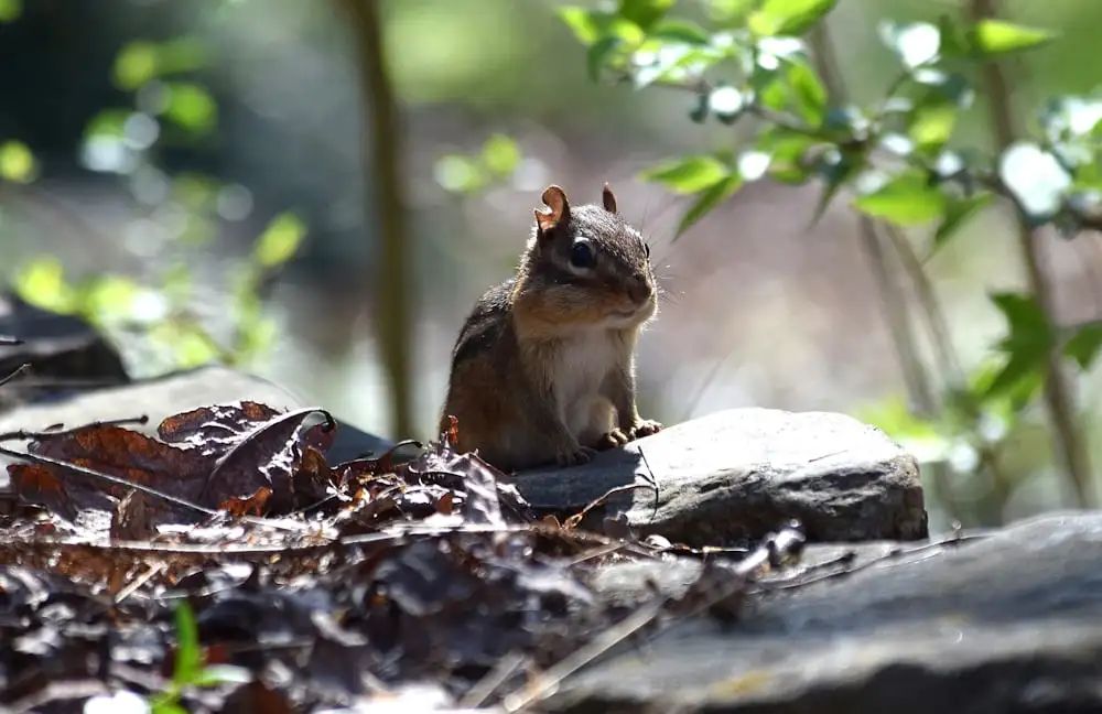 best Chipmunk Names