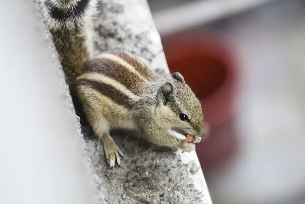 cute Chipmunk Names