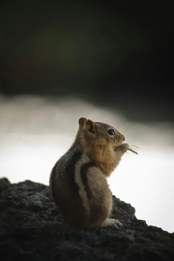 Chipmunk Names