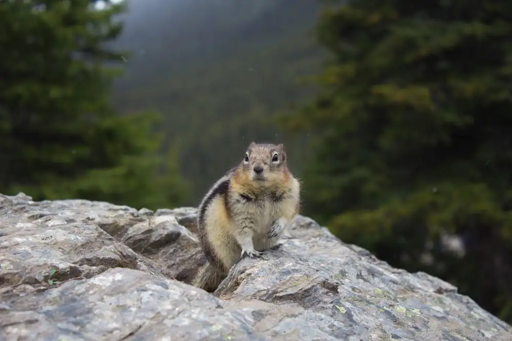 cool Chipmunk Names