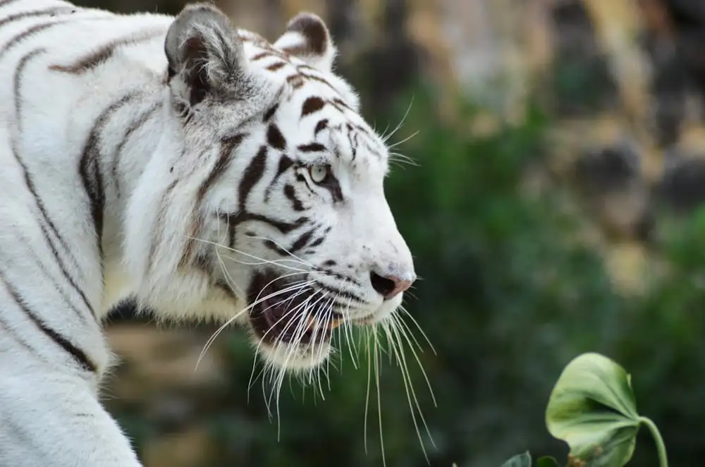 top Tiger Names