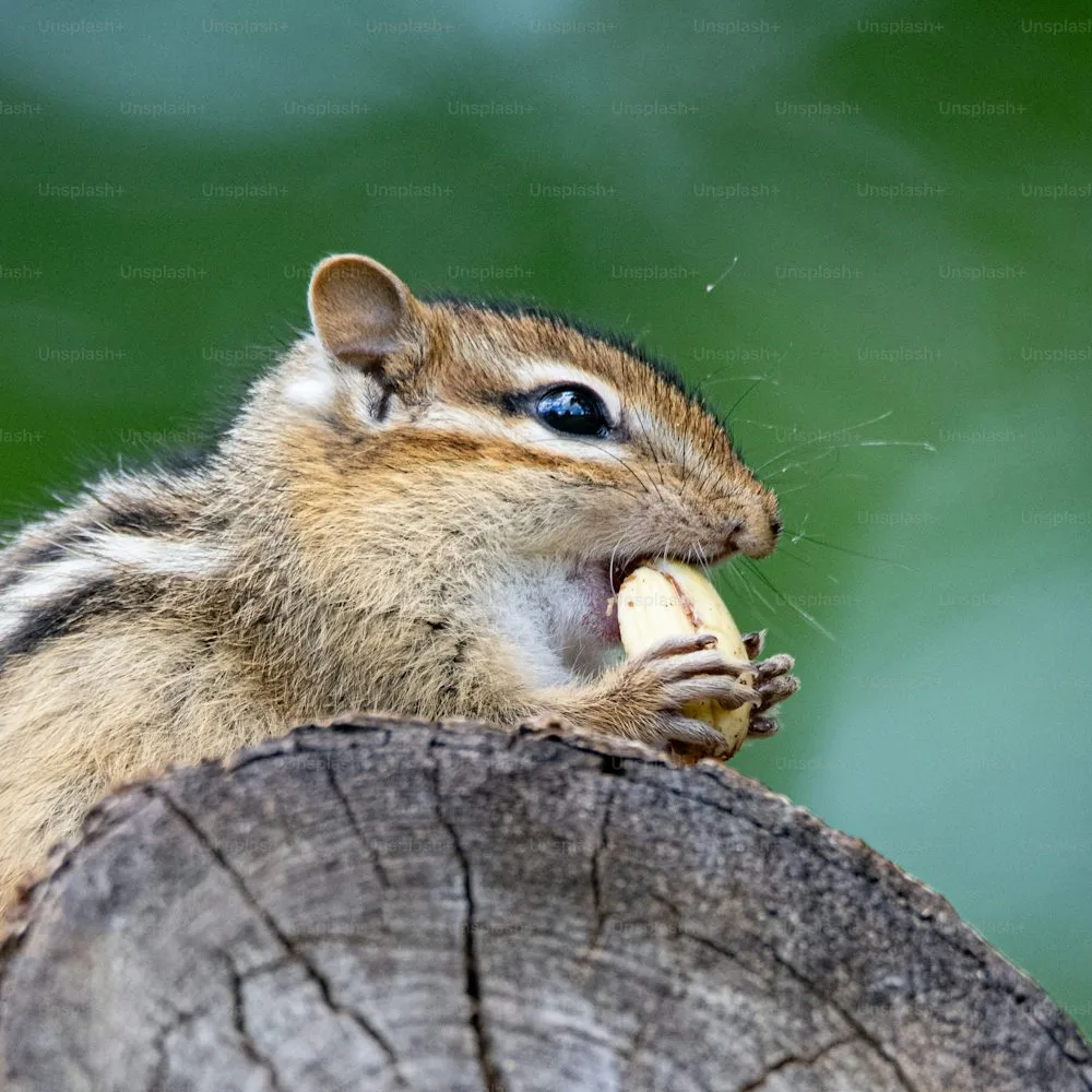 Chipmunk Names