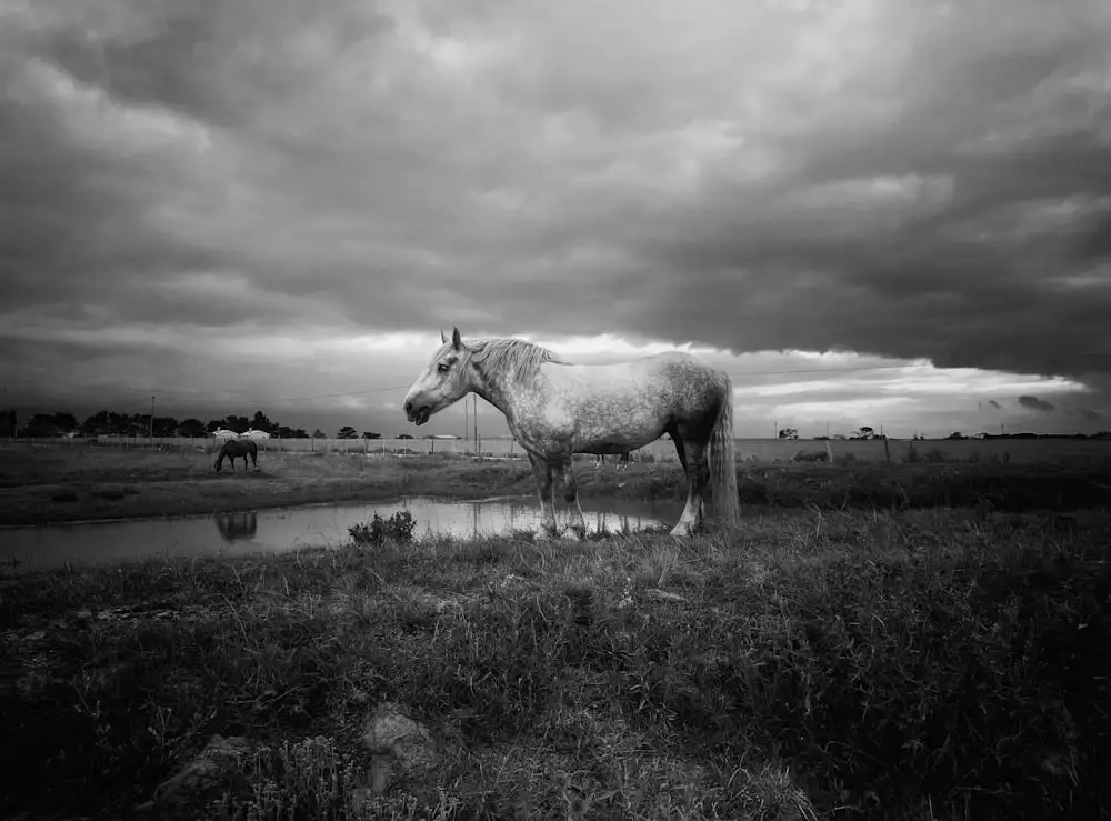 Grey Horse Names