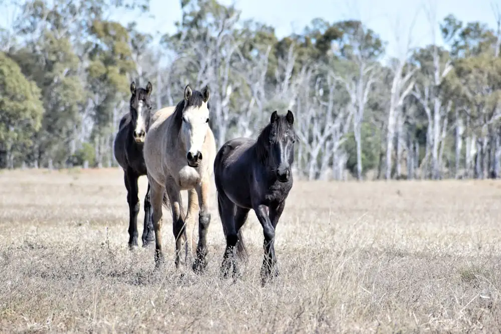 best Grey Horse Names