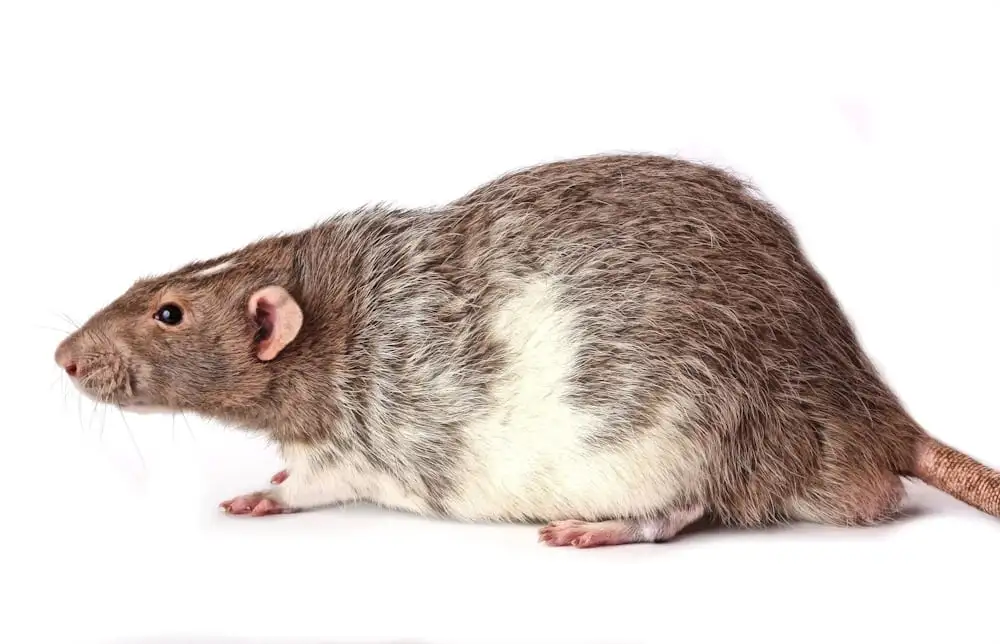 300+ Best, Cute And Catchy Rat Names With Name Generator