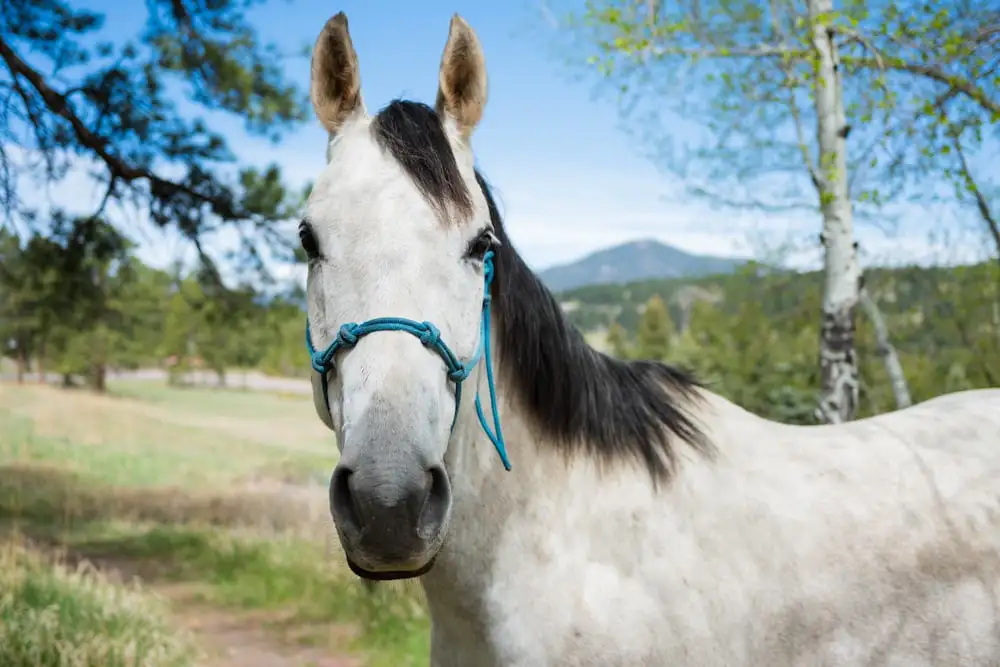 famous Grey Horse Names