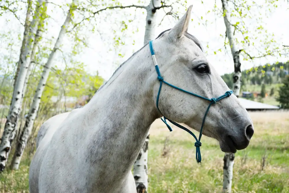 Grey Horse Names