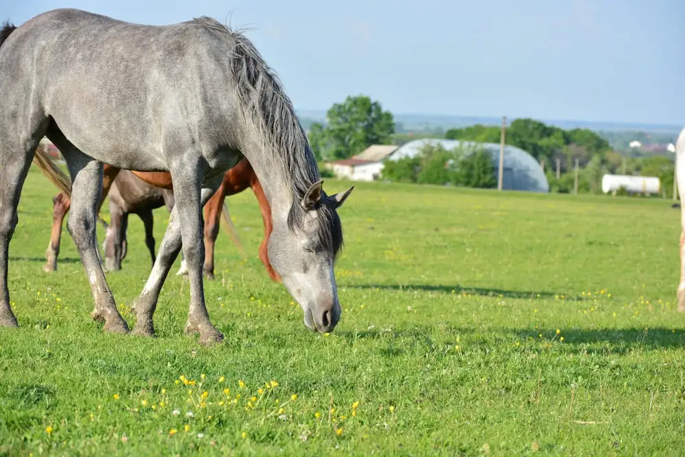 Grey Horse Names