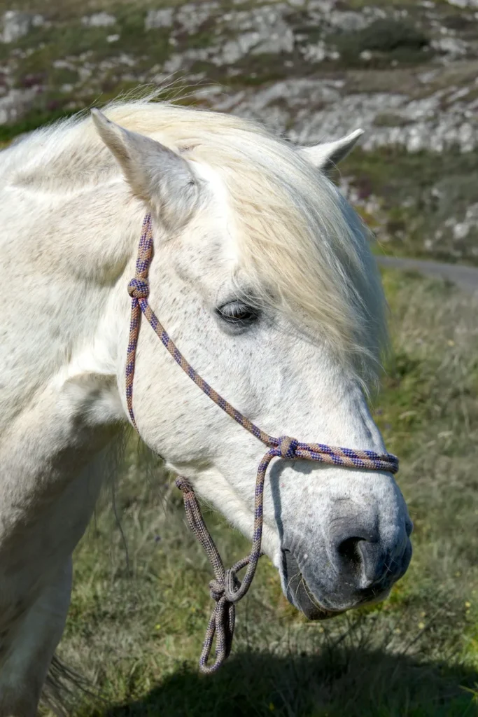 cool Grey Horse Names