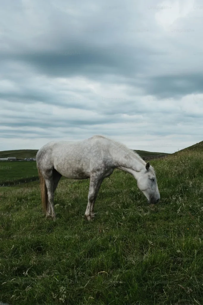 unique Grey Horse Names